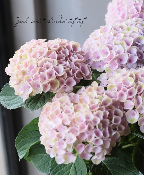 秋色紫陽花品種 『マジカルレボリューション』 ピンク系 | すべての