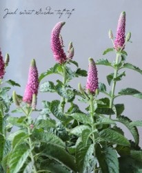 �ɺ��٥��˥����إե������ȥ�֡�