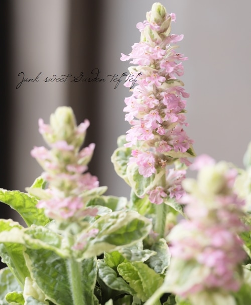 斑入りアジュガ バニラチップ ピンク花 すべての商品 Junk Sweet Garden Tef Tef 斑入りアジュガ バニラチップ ピンク花 すべての商品 Junk Sweet Garden Tef Tef