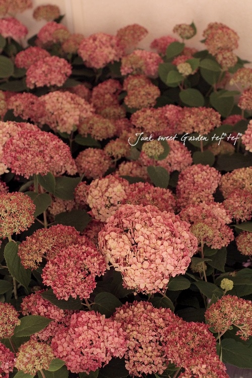 アメリカ紫陽花 『ピンクアナベル』 | Flower Species,アジサイ
