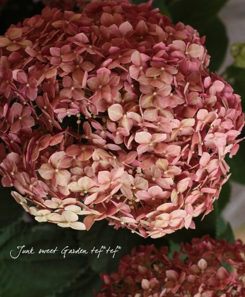 アメリカ紫陽花 『ピンクアナベル』 | Flower Species,アジサイ