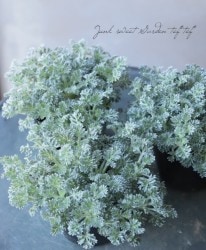 ����ƥߥ������إ饴�ץ���