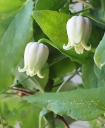 �䷿����ޥ�������������ʷϡ��إԥ󥯡١�C��