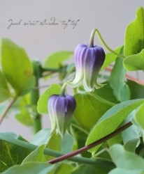 �䷿����ޥ�������������ʷϡ��إѡ��ץ�١�A��