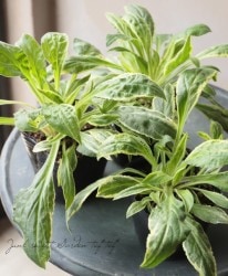 �����ꥷ��͡��إ��㡼�ߥ󥰥������