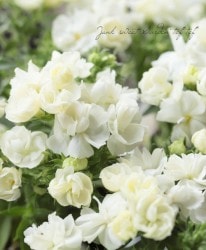 �����ե��å������إ롦�֥��١��ۥ磻��