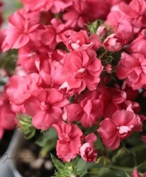 �����ե��å������إ롦�֥��١�������