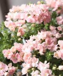 �����ե��å������إ롦�֥��١��ԡ���