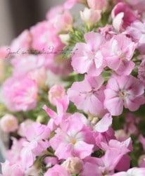 �����ե��å������إ롦�֥��١��饤��å�