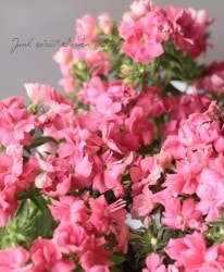 �����ե��å������إ롦�֥��١���������å�