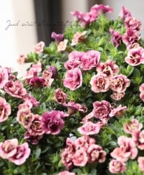 Ȭź餭֥饳ƥե֥롡ƥ꡼ No.29