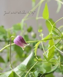 �䷿����ޥ�������������ʷϡ���F�ۡ�������1/3���Υܥ�塼��30%off