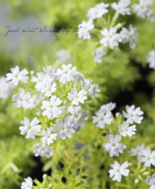 宿根バーベナ テネラ ライム オーレア すべての商品 Junk Sweet Garden Tef Tef