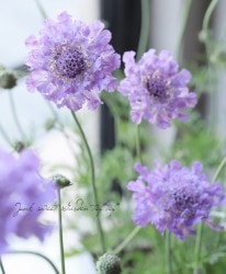 ܷϥӥإӥӥåɥХåȡ١