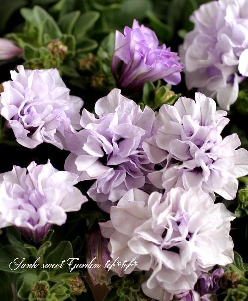 八重咲きペチュニア パニエ『ラベンダー』 | すべての商品