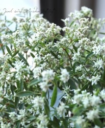 桼եӥ֥饹ȡإۥ磻ȡ