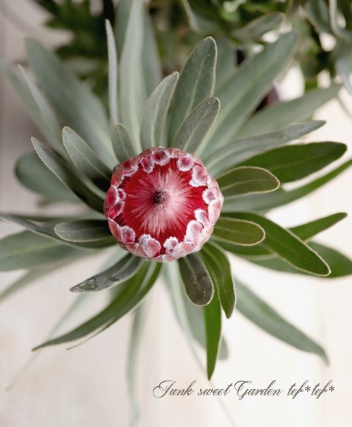 プロテア 『スペシャルピンクアイス』 オーストラリアンプランツ