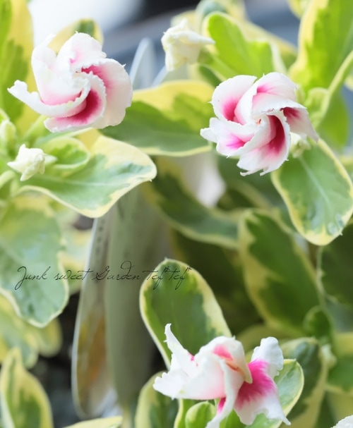 カップ咲きニチニチソウ 『MIKI -ミキ-』 バリエガータ | すべての商品