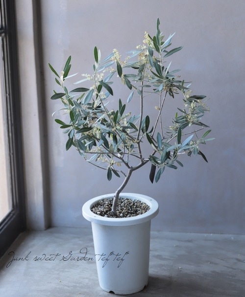 大株125cm オリーブ　チプレシーノ　スペイン産 000000011758_N2yxmWl.jpg