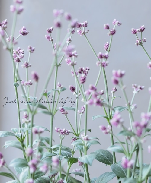 アルテルナンセラ アルテミス 花里夢 カリム すべての商品 Junk Sweet Garden Tef Tef