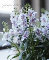 إ󥲥˥إХ顼Хåȡ٥󥻡󥷥꡼