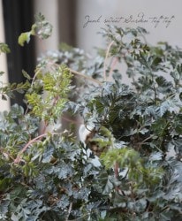 󥹥ꥹ磻ɥ㡼ӥ롡إ쥤󥺥 (쥤󥹥)