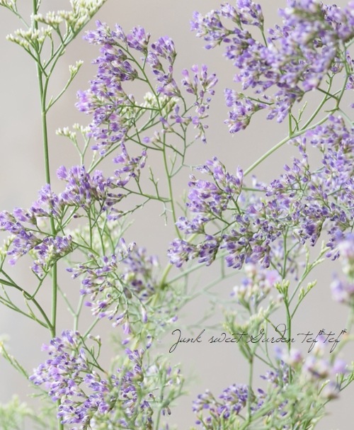 宿根スターチス カスピア リモニウム すべての商品 Junk Sweet Garden Tef Tef