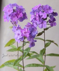 �ե��å������إ֥롼�ѥ��������