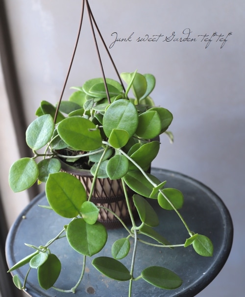 観葉植物】ホヤ 『オーストラリア -Australia-』 【D】 | すべての商品