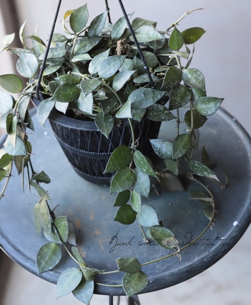 観葉植物】ホヤ 『オーストラリア -Australia-』 【F】 | すべての商品