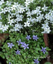 �����ܥ������ץ�ƥ������إۥ磻�ȡߥ֥롼��MIX����