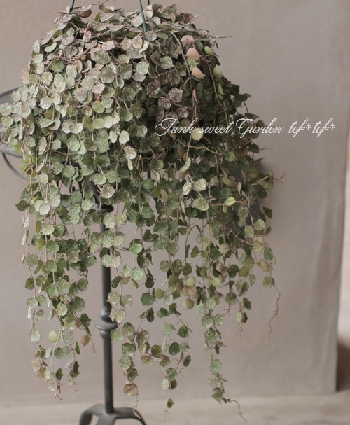 観葉植物】 ホヤ 『カーティシー』 | すべての商品 | | Junk sweet