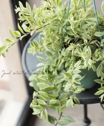 �ڴ��տ�ʪ�ۡ��������ʥ󥵥����إܥ���ӥ��������