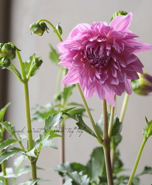 大輪咲きダリア 『春華』 | すべての商品 | | Junk sweet Garden tef*tef*