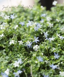 �ץ�ƥ��� �إۥ磻�ȥ��������������ƥ����١�MIX������