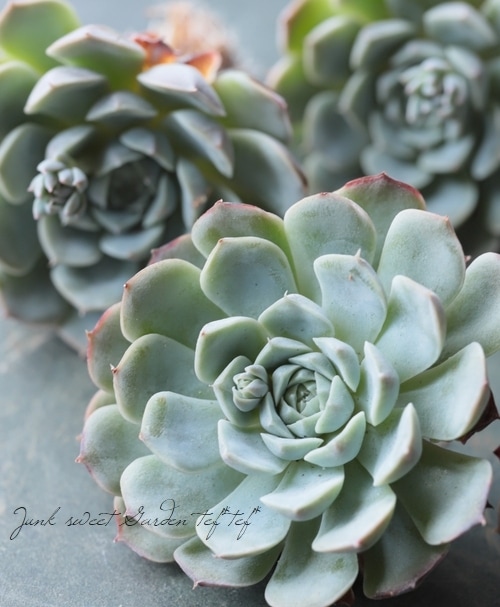 新品】 ソウルオブシベリア #7 ククサ ホワイトペンダント No.2503