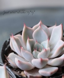��¿����ʪ�ۡ��إԥ󥯥��饳�����١������٥ꥢ°��