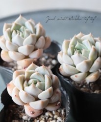��¿����ʪ�ۡ��إޡ�����åȡ١������٥ꥢ°��