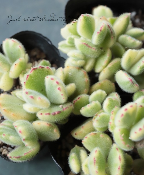 多肉植物】 『熊童子錦』 コチレドン属☆ | すべての商品 | | Junk