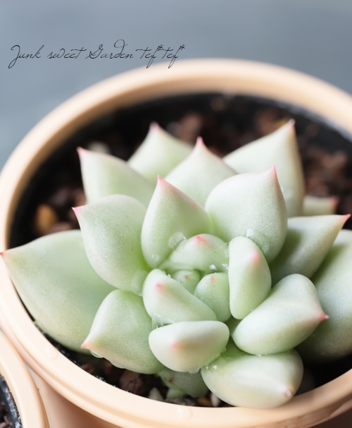 多肉植物】 『アイボリー』 エケベリア属 いとうぐりーん | すべての