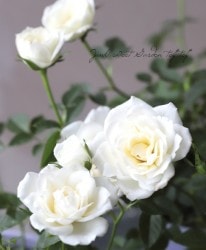 �ߥ˥Х顦���ץƥ��ޥ�����塡�إۥ磻�ȡ�