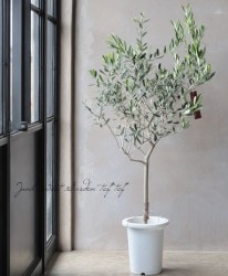 ���꡼�֡��إ�å��١���C��