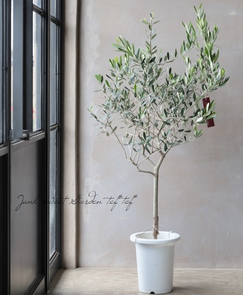 オリーブ 『ルッカ』 【C】 | すべての商品 | | Junk sweet Garden tef