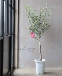 ���꡼�֡��إ����ͥ����� ��A��