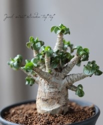 ���ǥ˥��ࡡ�إ���ӥ���(����ӥ���)�١����ա�������ʪ CAUDEX