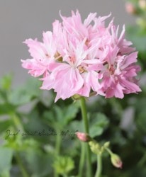 ゼラニウム　15ml Flower Species,ゼラニウム | Junk sweet Garden tef*tef*