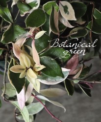 �ڴ��տ�ʪ�ۡ��ۥ䡦����Ρ��� �إХꥨ��������