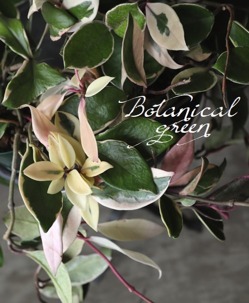 71 以上節約 観葉植物 ホヤ マチルダ 3 5号 セルペンス カルノーサ