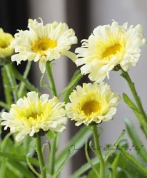 Ȭź餭㥹ǡإꥢɥ꡼