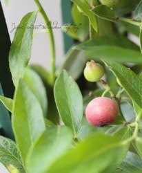 �֥롼�٥꡼���ϥ��֥�åɷϡ��إԥ󥯥��͡��ɡ�